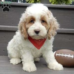 Ricco/Cockapoo									Puppy/Male	/9 Weeks,Prepare to fall in love!!! My name is Ricco and I’m the sweetest little F1 cockapoo looking for my furever home! One look into my warm, loving eyes and at my silky soft coat and I’ll be sure to have captured your heart already! I’m very happy, playful and very kid friendly and I would love to fill your home with all my puppy love!! I am full of personality, and ready for adventures! I stand out above the rest with my beautiful apricot and white coat!!… I will come to you vet checked, microchipped and up to date on all vaccinations and dewormings . I come with a 1-year guarantee with the option of extending it to a 3-year guarantee and shipping is available! My mother is Tia, our sweet 19# AKC cockaer spaniel with a heart of gold and my father is Atlas, a 16# AKC red mini poodle ! Both of the parents are on the premises and available to meet and they are both genetically tested!! Why wait when you know I’m the one for you? Call or text Martha to make me the newest addition to your family and get ready to spend a lifetime of tail wagging fun with me! (7% sales tax on in home pickups)