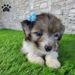 McCORD/Mini Aussiedoodle									Puppy/Male	/7 Weeks,LOOK AT ME!A healthy happy friendly fluffy little puppy. Family raised in the rolling hills of Holmes County where we play outside every day. Come meet me or I can be transported to your front door for a small additional fee. Text or call for more information. 