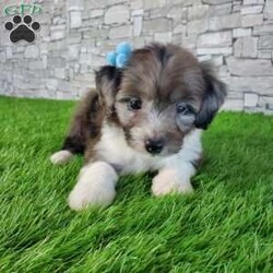 McCORD/Mini Aussiedoodle									Puppy/Male	/7 Weeks,LOOK AT ME!A healthy happy friendly fluffy little puppy. Family raised in the rolling hills of Holmes County where we play outside every day. Come meet me or I can be transported to your front door for a small additional fee. Text or call for more information. 