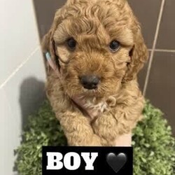 Cavoodle x Spoodle puppies/Cavoodle/Female/Younger Than Six Months,We have 5 STUNNING Cavoodle x Spoodle puppies looking for their forever homes.Mum is a cavoodle, dad a Spoodle - DNA TestedReady to go on the 31st JulyPlease message ******3699 REVEAL_DETAILS Negotiable on priceBoth breeds are very gentle, loving and affectionate pets.they love a walk, LOVE the beach but also enjoy being home and chilling with you. Great with kids!1 girl SOLD4 boysBeautiful hypoallergenic coats, they will comevet checkedhealth check certificatemicrochippedvaccinated and a generous puppy packMicrochipping details will be uploaded when olden enough to have them done.Toilet training has begun and so far great success..