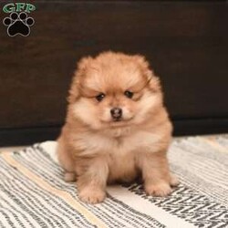 Pixie/Pomeranian									Puppy/Female	/5 Weeks,To contact the breeder about this puppy, click on the “View Breeder Info” tab above.