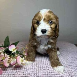 Adopt a dog:Cavoodle Puppies 1st Gen Cavalier King Charles Spaniel x Mini Poodle/Cavoodle/Both/Younger Than Six Months,We have red & white Cavoodle Puppies 1st generation, Mum is a purebred Blenheim Cavalier and Dad is a purebred red mini Poodle, both very nice natures, kind & gentle & well socialised. Both parents DNA tested.Puppies will be Vet checked, Vaccinated (first one), Microchipped & Wormed.Puppies will be ready for their new homes on 1st August when they will be 8 weeks old.Males $1500Enquires message, phone or text *******8912 or *******5160 REVEAL_DETAILS Interstate Enquires welcome.Visit our Facebook pagehttps://www.facebook.com/cavoodles.n.spoodles.qld?mibextid=LQQJ4dThe puppies are first generation/F1, out of Purebred parents. This is important because it optimises the health of the dog in terms of hybrid vigour. The first generation/F1 also increases the consistency of the litter & what can be expected of the nature & temperament of the puppies.In the first 8 weeks, the puppies are socialised with children, other adults, & other (fully vaccinated) dogs. Toilet training is commenced, enrichment activities are provided, & they are exposed to family life.Puppies will come with a puppy pack, including:2 kg bag of Advance puppy biscuitsScented toy & blanketHealth certificateDetailed instructions on caring for your puppyWe offer a 5 day health guarantee & cooling off period, & a 3 year genetic health guarantee.BIN0004394324715RPBA206