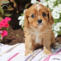 Ruby/Cavalier King Charles Spaniel									Puppy/Female	/8 Weeks,Hey There, My name is Ruby! I am a very beautiful female AKC King Charles Cavalier puppy. I was born on May 31st, 2024. I am such a sweet girl! I am looking for my new family, could that be with you? If you choose me I will come home to you microchipped, AKC Registered and I will also come with a 1 year Health Guarantee. If you think that I would make the perfect addition to your family, then please call or text to find out more information about me!