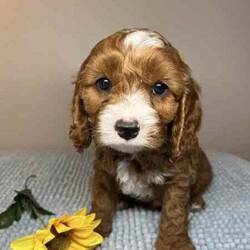 Adopt a dog:Cavoodle Puppies 1st Gen Cavalier King Charles Spaniel x Mini Poodle/Cavoodle/Both/Younger Than Six Months,We have red & white Cavoodle Puppies 1st generation, Mum is a purebred Blenheim Cavalier and Dad is a purebred red mini Poodle, both very nice natures, kind & gentle & well socialised. Both parents DNA tested.Puppies will be Vet checked, Vaccinated (first one), Microchipped & Wormed.Puppies will be ready for their new homes on 1st August when they will be 8 weeks old.Males $1500Enquires message, phone or text *******8912 or *******5160 REVEAL_DETAILS Interstate Enquires welcome.Visit our Facebook pagehttps://www.facebook.com/cavoodles.n.spoodles.qld?mibextid=LQQJ4dThe puppies are first generation/F1, out of Purebred parents. This is important because it optimises the health of the dog in terms of hybrid vigour. The first generation/F1 also increases the consistency of the litter & what can be expected of the nature & temperament of the puppies.In the first 8 weeks, the puppies are socialised with children, other adults, & other (fully vaccinated) dogs. Toilet training is commenced, enrichment activities are provided, & they are exposed to family life.Puppies will come with a puppy pack, including:2 kg bag of Advance puppy biscuitsScented toy & blanketHealth certificateDetailed instructions on caring for your puppyWe offer a 5 day health guarantee & cooling off period, & a 3 year genetic health guarantee.BIN0004394324715RPBA206