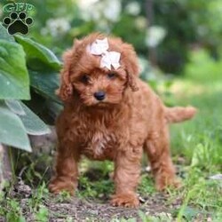 Tootsie/Cavapoo									Puppy/Female	/10 Weeks,Meet Tootsie, our adorable F1B Cavapoo with a heart as big as her sparkling eyes. Cavapoos are a delightful mix of Cavalier King Charles Spaniel and Poodle, bringing together the affectionate nature of the Cavalier with the intelligence and hypoallergenic coat of the Poodle. They’re known for being friendly, gentle, and great companions for families and individuals alike. With their playful personalities and adaptable nature, they often get along well with children and other pets.