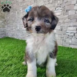 McCORD/Mini Aussiedoodle									Puppy/Male	/7 Weeks,LOOK AT ME!A healthy happy friendly fluffy little puppy. Family raised in the rolling hills of Holmes County where we play outside every day. Come meet me or I can be transported to your front door for a small additional fee. Text or call for more information. 