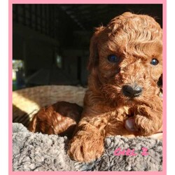 Toy Cavoodle Puppies Available/Cavoodle/Female/Younger Than Six Months,We are proud to announce our beautiful litter of Ruby Red & Apricot Toy Cavoodle Puppies