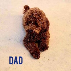 Toy Cavoodle Puppies Available/Cavoodle/Female/Younger Than Six Months,We are proud to announce our beautiful litter of Ruby Red & Apricot Toy Cavoodle Puppies