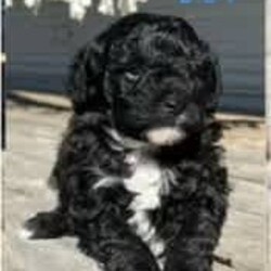 Multi-poo X poodle puppies/Poodle (Toy)/Male/Younger Than Six Months,Have two beautiful boys left $1200Mother is a toy poodle cross Maltese father is a toy poodleSeven weeks oldHave had vaccinations microchip and worming ready to find their new homes.So very cute these dogs are perfect for the house as they do not shed 