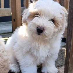 Moodle puppies (Maltese X Toy Poodle) girls and boys/Other/Both/Younger Than Six Months,Call ******1018. REVEAL_DETAILS 11 week old boy toilet trained and using doggy doors ready. Younger litter 2 girls and 2 boys ready to go soon get cuter by the day.. 