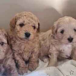 Moodle puppies (Maltese X Toy Poodle) girls and boys/Other/Both/Younger Than Six Months,Call ******1018. REVEAL_DETAILS 11 week old boy toilet trained and using doggy doors ready. Younger litter 2 girls and 2 boys ready to go soon get cuter by the day.. 