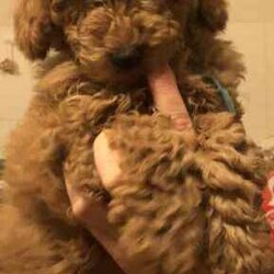 Cute red TOY POODLES. 2 BOYS. DNA cleared./Poodle (Toy)/Male/Younger Than Six Months,We have beautiful 4 red Toy Poodle puppies. All are microchipped and vaccinated. All puppies have been examined by a Veterinarian and are in excellent condition. We are looking for loving families for our prayers. My contact numbers are ******6260 and my email. tsk******@******com. Beaconsfield 3807 REVEAL_DETAILS 