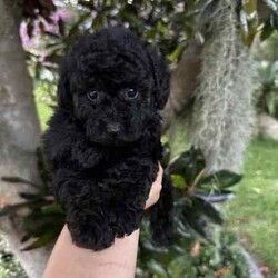 Beautiful toy poodles need new home/Poodle (Toy)/Male/Younger Than Six Months,Breeder Identification number: 17090 with AAPDBPoodles are a hypoallergenic dog they are lively & affectionate, they make wonderful companion dogs, they are extremely intelligent & eager to please dog, thus easy to train.Why buy a puppy with us? All our puppies at Sydneytoypoodles are extremely well looked after & LOVED all our puppies are- All our puppies are vaccinated with a full health vet check from an award winning vet- All our puppies are wormed & microchipped & come with registration forms & all other appropriate paperwork- Puppy care package- DNA profiled parents ensuring there is no hereditary health problems- Toilet trained- We provide you with 2 years on going support, if you ever need us we’re one phone call away!Please keep in mind -If a Poodle puppy price sounds too good to be true, their welfare is likely to have been compromised at some point to make that possible!Also bear in mind that even though a puppy seems expensive, the upfront cost is just a tiny fraction of how much you’ll have to pay to keep them over their lifetime.For serious enquires or to organise for a FaceTime or meetup, please call or messageOr visit our website to keep up to date with future litters.