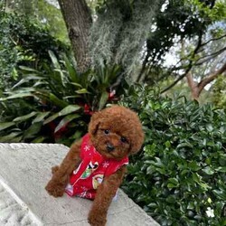 Beautiful toy poodles need new home/Poodle (Toy)/Male/Younger Than Six Months,Breeder Identification number: 17090 with AAPDBPoodles are a hypoallergenic dog they are lively & affectionate, they make wonderful companion dogs, they are extremely intelligent & eager to please dog, thus easy to train.Why buy a puppy with us? All our puppies at Sydneytoypoodles are extremely well looked after & LOVED all our puppies are- All our puppies are vaccinated with a full health vet check from an award winning vet- All our puppies are wormed & microchipped & come with registration forms & all other appropriate paperwork- Puppy care package- DNA profiled parents ensuring there is no hereditary health problems- Toilet trained- We provide you with 2 years on going support, if you ever need us we’re one phone call away!Please keep in mind -If a Poodle puppy price sounds too good to be true, their welfare is likely to have been compromised at some point to make that possible!Also bear in mind that even though a puppy seems expensive, the upfront cost is just a tiny fraction of how much you’ll have to pay to keep them over their lifetime.For serious enquires or to organise for a FaceTime or meetup, please call or messageOr visit our website to keep up to date with future litters.