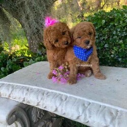Beautiful toy poodles need new home/Poodle (Toy)/Male/Younger Than Six Months,Breeder Identification number: 17090 with AAPDBPoodles are a hypoallergenic dog they are lively & affectionate, they make wonderful companion dogs, they are extremely intelligent & eager to please dog, thus easy to train.Why buy a puppy with us? All our puppies at Sydneytoypoodles are extremely well looked after & LOVED all our puppies are- All our puppies are vaccinated with a full health vet check from an award winning vet- All our puppies are wormed & microchipped & come with registration forms & all other appropriate paperwork- Puppy care package- DNA profiled parents ensuring there is no hereditary health problems- Toilet trained- We provide you with 2 years on going support, if you ever need us we’re one phone call away!Please keep in mind -If a Poodle puppy price sounds too good to be true, their welfare is likely to have been compromised at some point to make that possible!Also bear in mind that even though a puppy seems expensive, the upfront cost is just a tiny fraction of how much you’ll have to pay to keep them over their lifetime.For serious enquires or to organise for a FaceTime or meetup, please call or messageOr visit our website to keep up to date with future litters.