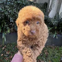 Beautiful toy poodles need new home/Poodle (Toy)/Male/Younger Than Six Months,Breeder Identification number: 17090 with AAPDBPoodles are a hypoallergenic dog they are lively & affectionate, they make wonderful companion dogs, they are extremely intelligent & eager to please dog, thus easy to train.Why buy a puppy with us? All our puppies at Sydneytoypoodles are extremely well looked after & LOVED all our puppies are- All our puppies are vaccinated with a full health vet check from an award winning vet- All our puppies are wormed & microchipped & come with registration forms & all other appropriate paperwork- Puppy care package- DNA profiled parents ensuring there is no hereditary health problems- Toilet trained- We provide you with 2 years on going support, if you ever need us we’re one phone call away!Please keep in mind -If a Poodle puppy price sounds too good to be true, their welfare is likely to have been compromised at some point to make that possible!Also bear in mind that even though a puppy seems expensive, the upfront cost is just a tiny fraction of how much you’ll have to pay to keep them over their lifetime.For serious enquires or to organise for a FaceTime or meetup, please call or messageOr visit our website to keep up to date with future litters.