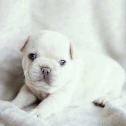 Adopt a dog:French Bulldogs - Blue Tan, Blue Cream, Blue Fawn/French Bulldog/Both/Younger Than Six Months,Purebred French BulldogsThe time has come to start looking for our babies forever home