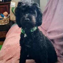 Adopt a dog:Moodle Girls/Poodle (Toy)/Female/Younger Than Six Months,I'm a Moodle Girl born 9th June2024will you take me home with you? I'm a mini size and will be in between 3.5 to 5.5 kg when I'm grown up. I am ready for my forever home! call 0418 73 11 42 I will love and kiss you and stay by your side , I'm smart, funny, loyal and cuddly. If you look into my eyes, I will steal your heart. I will be your companion and watch over you. I be ready to join you by the 5th of August.so if you are interested; call. *******1142 REVEAL_DETAILS Yes I am a Moodle! Both my parents are Moodles also my grandparents. I am Immunised , health checked , regularly wormed and micro chipped. It is documented on my Pet-passport.My breed is designed by a Poodle and Maltese. I don't shed Hair! Dirt only sticks to me if am wet and it falls of me when I'm dry..I be ready to join you by the 5th of August. so if you are interested; call. *******1142 REVEAL_DETAILS 