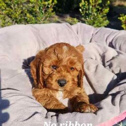 Adopt a dog:Cavoodle Puppies. 1st Gen Cavalier King Charles Spaniel X Mini Poodle/Cavoodle/Male/Younger Than Six Months,Ready for their new homes now!We have a beautiful litter of red and white male cavoodle puppies for sale. They will be ready for their new homes on the 26th July when they are 8 weeks old. They are vibrant healthy pups who have all had a vet health check, 1st vaccination and have been microchipped.Mum is a purebred Cavalier King Charles Spaniel and Dad is a purebred red Minature Poodle making these puppies the sought after 1st Generation cross. Both mum and dad have a very kind and gentle nature and are loved members of the family. They have both been DNA tested from Orivet.Our cavoodles make great family pets and have been carefully and lovingly raised to ensure they have the best possible start to life. They all come with a puppy pack to get them started in their new home.Pink Ribbon Male $1500Purple Ribbon Male SOLDRed Ribbon Male SOLDBlue Ribbon Male SOLDNo ribbon Male $1500Price is negotiable for the right home.Please feel free to contact Rebecca on ******** 798 or Simon on ******** 519 or send a gumtree message for more information or to arrange a viewing at our home. Free delivery to Brisbane, Gold Coast and Sunshine Coast can be arranged. Interstate enquiries welcome. REVEAL_DETAILS RBPA 8418