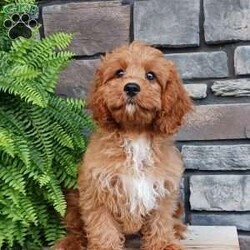 Cameron/Cavapoo									Puppy/Male	/15 Weeks,Say hello to Cameron! He is an adorable and healthy little Cavapoo! He is up to date on vaccinations and dewormers and is vet checked. This playful guy is family raised with children and well socialized, making him the perfect fit for anyone interested in adopting. If you would like to learn more about this special pup give us a call today!!