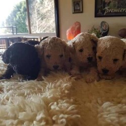 Toy Poodle/Poodle (Toy)/Female/Younger Than Six Months,Hey Guys,*We have these gorgeous pure bred Toy Poodles available and ready to go to their fur ever homes from Friday 30th August 2024, when they are 8 weeks of age. Below you will find their colors and next to that will be details about each puppy available.*Our Toy Poodles are very loyal, affectionate, intelligent and a low to non-shedding Breed. They are raised in our home and are socialized with our farming animals. They are also socialized with many other things and with adults of all needs and little humans such as our grandkids, so they know the sounds of little pitter patters, around our home.ABOUT THE PARENTS:Our Toy poodles have pure bred parents and both parents are DNA checked for medical diseases and cleared.-mum is a black with some parti white color toy poodle.-Dad is a light-colored apricot toy poodle.Both have amazing, friendly temperaments.WHAT COMES WITH OUR FURBABIES?-Puppy pamper kit which consists of. (comfort bed or pet carrier, Twin bowl, collar, Teething ring, Grooming mitt, harness and lead, Toothbrush)-Bag of treats-food recipe-Birth certificate-A professional breeder's information package-Socialization certificate & progress nots. (All our puppies are put through a socialization course and its recorded-on paper.)- Up to date vaccinations, Microchipping (TBA)-Up to date worming, flea, tick, and heart worm treatment (this is age based)-visit to our vet to ensure they leave us in perfect health.-Details about your puppies needs, including diet, exercise, worming and vaccinations.DELIVERY OR PICKUP:-We offer free delivery up to 2 hrs. from our home.-We can arrange delivery by road through dog movers at buyer's expense.-You are more than welcome to pick your puppy up from our home in Oberon, where you can meet the parents.-We can deliver to your home address though we do charge extra, and costing depends on where you live.*If you chose to purchase a puppy from us here at Exclusive Puppies, you would have the assurance you are buying a puppy from vet audited premises, not a puppy farm. Also, a breed that conforms with Breeder's code of practice.-Exclusive Puppies is a registered business (ABN can be produced when asked for)-Exclusive Puppies is a registered with NSW Pet Registry BIN: B000624151-Responsible Pet Breeder's Association: RPBA NO: 3327PUPPIES AVAILABLE AND THEIR COLORS BELOWBlack Ribbon: Male Apricot $1200 AVAILABLEBlue Ribbon: Male Light-Apricot $1200 AVAILABLENo Ribbon: Male Apricot/white $1200 AVAILABLENo Ribbon: Female Black with white under neck $1500 AVAILABLEIf you wish to purchase or want to know how to secure 1 of our puppies, then please do not hesitate to call Teena on ******2059 and make sure you quote the ribbon color of the puppy you are interested in, and I can tell you all about that puppy's personality. their nature and about the parents. REVEAL_DETAILS REVIEWSYou can read our reviews on our website or our Facebook page with past and present customers chatting away. Plus, view photos of past and presents litters or Individual puppies grown up. If you do purchase 1 of our puppies you can view them on our Facebook page weekly and watch them grow till, they leave our home.Thank you for viewing our add, we look forward to chatting with you.Kind regardsTeenaExclusive Puppies.