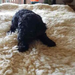 Toy Poodle/Poodle (Toy)/Female/Younger Than Six Months,Hey Guys,*We have these gorgeous pure bred Toy Poodles available and ready to go to their fur ever homes from Friday 30th August 2024, when they are 8 weeks of age. Below you will find their colors and next to that will be details about each puppy available.*Our Toy Poodles are very loyal, affectionate, intelligent and a low to non-shedding Breed. They are raised in our home and are socialized with our farming animals. They are also socialized with many other things and with adults of all needs and little humans such as our grandkids, so they know the sounds of little pitter patters, around our home.ABOUT THE PARENTS:Our Toy poodles have pure bred parents and both parents are DNA checked for medical diseases and cleared.-mum is a black with some parti white color toy poodle.-Dad is a light-colored apricot toy poodle.Both have amazing, friendly temperaments.WHAT COMES WITH OUR FURBABIES?-Puppy pamper kit which consists of. (comfort bed or pet carrier, Twin bowl, collar, Teething ring, Grooming mitt, harness and lead, Toothbrush)-Bag of treats-food recipe-Birth certificate-A professional breeder's information package-Socialization certificate & progress nots. (All our puppies are put through a socialization course and its recorded-on paper.)- Up to date vaccinations, Microchipping (TBA)-Up to date worming, flea, tick, and heart worm treatment (this is age based)-visit to our vet to ensure they leave us in perfect health.-Details about your puppies needs, including diet, exercise, worming and vaccinations.DELIVERY OR PICKUP:-We offer free delivery up to 2 hrs. from our home.-We can arrange delivery by road through dog movers at buyer's expense.-You are more than welcome to pick your puppy up from our home in Oberon, where you can meet the parents.-We can deliver to your home address though we do charge extra, and costing depends on where you live.*If you chose to purchase a puppy from us here at Exclusive Puppies, you would have the assurance you are buying a puppy from vet audited premises, not a puppy farm. Also, a breed that conforms with Breeder's code of practice.-Exclusive Puppies is a registered business (ABN can be produced when asked for)-Exclusive Puppies is a registered with NSW Pet Registry BIN: B000624151-Responsible Pet Breeder's Association: RPBA NO: 3327PUPPIES AVAILABLE AND THEIR COLORS BELOWBlack Ribbon: Male Apricot $1200 AVAILABLEBlue Ribbon: Male Light-Apricot $1200 AVAILABLENo Ribbon: Male Apricot/white $1200 AVAILABLENo Ribbon: Female Black with white under neck $1500 AVAILABLEIf you wish to purchase or want to know how to secure 1 of our puppies, then please do not hesitate to call Teena on ******2059 and make sure you quote the ribbon color of the puppy you are interested in, and I can tell you all about that puppy's personality. their nature and about the parents. REVEAL_DETAILS REVIEWSYou can read our reviews on our website or our Facebook page with past and present customers chatting away. Plus, view photos of past and presents litters or Individual puppies grown up. If you do purchase 1 of our puppies you can view them on our Facebook page weekly and watch them grow till, they leave our home.Thank you for viewing our add, we look forward to chatting with you.Kind regardsTeenaExclusive Puppies.