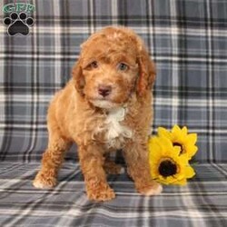 Goofy Moyen/Standard Poodle									Puppy/Male	/8 Weeks,Meet this super adorable AKC Moyen Poodle puppy who is started on potty training! This little cutie would make the perfect addition to a loving and responsible home seeking a well socialized Moyen Poodle! With an expected adult weight of 22lbs this little cutie will be a medium sized Poodle who is easy to take everywhere and not as fragile or framey as their Toy/Mini or Standard counterparts! 