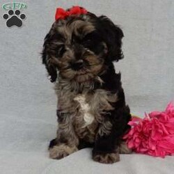 Molly/Cockapoo									Puppy/Female	/8 Weeks,Prepare to fall in love!!!  My name is Molly and I’m the sweetest little F1 cockapoo and I would love to come home with you!!!! One look into my warm, loving eyes and at my silky soft coat and I’ll be sure to have captured your heart already! I’m very happy, playful and very kid friendly and I would love to fill your home with all my puppy love!! I am full of personality, and ready for adventures! I stand out way above the rest with my beautifully marked blue merle coat !!… I have been vet checked head to tail, microchipped and I am up to date on all vaccinations and dewormings . I come with a 1-year guarantee with the option of extending it to a 3-year guarantee and shipping is available! My mother is our sweet Charlotte, a 24# black phantom cocker spaniel with a heart of gold and my father is our beautiful Nimbo, a 13# chocolate merle mini poodle and he has been  genetically tested clear!  I will grow to approx. 17-20# and I will be hypoallergenic and nonshedding! !!… Why wait when you know I’m the one for you? Call or text Martha to make me the newest addition to your family and get ready to spend a lifetime of tail wagging fun with me! (7% sales tax on in home pickups) 