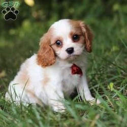 Goofy/Cavalier King Charles Spaniel									Puppy/Male	/7 Weeks,Goofy is the definition of “pawsitively” delightful! He has the cutest little face of a AKC Cavalier King Charles Spaniel, always ready to brighten your day with his playful antics. This little guy is incredibly affectionate and loves snuggles, making the perfect cuddle buddy. With bright eyes that seem to sparkle with mischief and warmth, he is always ready to embark on a new adventure or curl up by your side for a relaxing afternoon nap. Whether he’s impressing you with his quick learning abilities during training sessions or showering you with licks and tail wags, his joyful spirit and gentle demeanor make him an irresistible addition to any loving home. His friendly nature, boundless energy and little sparks of spunk will keep you entertained, and his endearing loyalty will warm your heart.