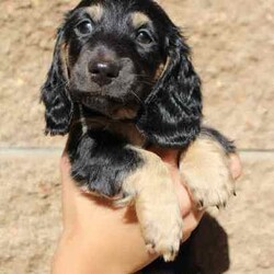 Adopt a dog:cream and cream/ dilute carrier dachshunds/Dachshund/Both/Younger Than Six Months,we have 4 gorgeous babies looking for the best homes .chocolate and cream girl ii Ee $3500 SOLDsilver/black and tan dapple girl Ii Ee $2200chocolate and cream boy ii Ee $2500black and tan girl Ii Ee Dd $2000brought up in our home with other dogs and children.will come with first vaccination, microchipped, wormed, vet/health checked.have been breeding 10 years and send our babies all over Australia for a great price.don't miss out !!!flight to Brisbane $180mdba 13838