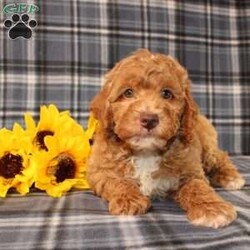 Goofy Moyen/Standard Poodle									Puppy/Male	/8 Weeks,Meet this super adorable AKC Moyen Poodle puppy who is started on potty training! This little cutie would make the perfect addition to a loving and responsible home seeking a well socialized Moyen Poodle! With an expected adult weight of 22lbs this little cutie will be a medium sized Poodle who is easy to take everywhere and not as fragile or framey as their Toy/Mini or Standard counterparts! 