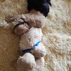 Toy Poodle/Poodle (Toy)/Female/Younger Than Six Months,Hey Guys,*We have these gorgeous pure bred Toy Poodles available and ready to go to their fur ever homes from Friday 30th August 2024, when they are 8 weeks of age. Below you will find their colors and next to that will be details about each puppy available.*Our Toy Poodles are very loyal, affectionate, intelligent and a low to non-shedding Breed. They are raised in our home and are socialized with our farming animals. They are also socialized with many other things and with adults of all needs and little humans such as our grandkids, so they know the sounds of little pitter patters, around our home.ABOUT THE PARENTS:Our Toy poodles have pure bred parents and both parents are DNA checked for medical diseases and cleared.-mum is a black with some parti white color toy poodle.-Dad is a light-colored apricot toy poodle.Both have amazing, friendly temperaments.WHAT COMES WITH OUR FURBABIES?-Puppy pamper kit which consists of. (comfort bed or pet carrier, Twin bowl, collar, Teething ring, Grooming mitt, harness and lead, Toothbrush)-Bag of treats-food recipe-Birth certificate-A professional breeder's information package-Socialization certificate & progress nots. (All our puppies are put through a socialization course and its recorded-on paper.)- Up to date vaccinations, Microchipping (TBA)-Up to date worming, flea, tick, and heart worm treatment (this is age based)-visit to our vet to ensure they leave us in perfect health.-Details about your puppies needs, including diet, exercise, worming and vaccinations.DELIVERY OR PICKUP:-We offer free delivery up to 2 hrs. from our home.-We can arrange delivery by road through dog movers at buyer's expense.-You are more than welcome to pick your puppy up from our home in Oberon, where you can meet the parents.-We can deliver to your home address though we do charge extra, and costing depends on where you live.*If you chose to purchase a puppy from us here at Exclusive Puppies, you would have the assurance you are buying a puppy from vet audited premises, not a puppy farm. Also, a breed that conforms with Breeder's code of practice.-Exclusive Puppies is a registered business (ABN can be produced when asked for)-Exclusive Puppies is a registered with NSW Pet Registry BIN: B000624151-Responsible Pet Breeder's Association: RPBA NO: 3327PUPPIES AVAILABLE AND THEIR COLORS BELOWBlack Ribbon: Male Apricot $1200 AVAILABLEBlue Ribbon: Male Light-Apricot $1200 AVAILABLENo Ribbon: Male Apricot/white $1200 AVAILABLENo Ribbon: Female Black with white under neck $1500 AVAILABLEIf you wish to purchase or want to know how to secure 1 of our puppies, then please do not hesitate to call Teena on ******2059 and make sure you quote the ribbon color of the puppy you are interested in, and I can tell you all about that puppy's personality. their nature and about the parents. REVEAL_DETAILS REVIEWSYou can read our reviews on our website or our Facebook page with past and present customers chatting away. Plus, view photos of past and presents litters or Individual puppies grown up. If you do purchase 1 of our puppies you can view them on our Facebook page weekly and watch them grow till, they leave our home.Thank you for viewing our add, we look forward to chatting with you.Kind regardsTeenaExclusive Puppies.
