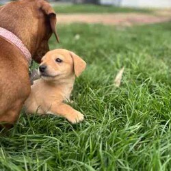 mini Cavoodle X mini Dachshund /Cavoodle/Male/Younger Than Six Months,mini Cavoodle X mini dachshund puppies ready to find their forever family’s 