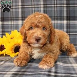 Goofy Moyen/Standard Poodle									Puppy/Male	/8 Weeks,Meet this super adorable AKC Moyen Poodle puppy who is started on potty training! This little cutie would make the perfect addition to a loving and responsible home seeking a well socialized Moyen Poodle! With an expected adult weight of 22lbs this little cutie will be a medium sized Poodle who is easy to take everywhere and not as fragile or framey as their Toy/Mini or Standard counterparts! 