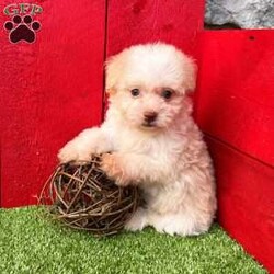 Bingo/Havanese									Puppy/Male	/11 Weeks,  Bingo is an adorable little cream and white  Akc registered havanese puppy! Family raised and well socialized! Up to date with all shots and dewormings! Comes with a health guarantee! Can’t make the drive out to pick up your little friend, no problem, ask us about our delivery options! Contact us today to get your new family member!