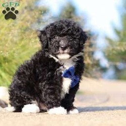 Koda/Mini Sheepadoodle									Puppy/Male	/8 Weeks,Meet Koda, an adorable F1B Mini Sheepadoodle who is ready to bring his loving spirit into your home. With his fluffy, soft coat and expressive eyes, this little guy is the perfect mix of playful energy and sweet affection. He’s the kind of puppy who loves to romp around with his favorite toys one minute and snuggle up for a cozy nap the next. Koda’s wonderful traits come from his equally wonderful parents. His mom, Willow, is a 17-pound Mini Sheepadoodle who is known for her gentle nature and loving personality. His dad, Wolf, is a 17-pound Mini Poodle with a lively spirit and sharp intelligence. Together, they’ve passed down their best qualities to this little one, making him a delightful and well-balanced puppy. Koda is also well-prepared for his new home. He comes with a 30-day health guarantee, is up to date on vaccines and dewormer, and has already had his first vet exam, ensuring he’s healthy and ready for his forever family. If you’re looking for a loving, playful companion who will fill your life with happiness, Koda is the perfect choice. Don’t miss the opportunity to welcome this sweet little Sheepadoodle into your family! You can call or text anytime with any questions or to schedule a visit. -Tony and Marilyn 