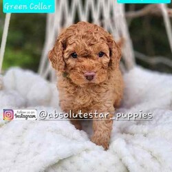 Adopt a dog:6 Beautiful F1B Toy Cavoodle Puppies (4 Males and 1 Female) DNA Clear!//Both/Younger Than Six Months,We have 6 beautiful F1B Cavoodle Puppies From our family dogs, They will be ready on 27th August 2024 (8 weeks old) for their forever homes.They will come Vaccinated, wormed every 2 weeks of age, microchipped, a VET checked, a puppy pack, and 4 Weeks Trupanion Puppy Insurance, and Puppy Birth Certificate.They will be 75% Potty Trained as 25% is depending on how you continue the training. All of Our Puppies are Clear from all of Genetic Diseases.Dad is Apricot Toy Poodle 5kg, and Mum is F1 Cavoodle 6.5 kgThe Parents are loving, loyal with a great temperament and raised in our family home and brought up with children.The parents and puppies are ready to be viewed for a visit or through whatsapp video call.Males (Blue, Green, Orange, Yellow and Red (SOLD) Collar)Females (Pink Collar)We are located near North Richmond, NSWDOB: 02/07/2024We will update of our puppies on Instagram.www.instagram.com/absolutestar_puppies/Fur and Family First Breeder#DS278554