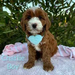 Adopt a dog:Sweet /Cavoodle/Both/Younger Than Six Months,We have 3 pretty girls and 1 handsome boy, looking for their forever homes, they have the most gorgeous coat and beautiful temperament. These sweethearts are READY NOW.These puppies are 1st Generation Cavoodle’s (Cavalier King Charles Spaniel x Mini Poodle). Puppies parents are both approximately 9kgs they are sweet natured family pets, DNA tested with Orivet.Our Puppies come✔️Vaccinated✔️Microchipped✔️Vet Checked✔️Wormed regularly✔️tick and flea treated with nexgard spectra6 weeks complimentary pet insurance and a blanket with mum scent to help settle i