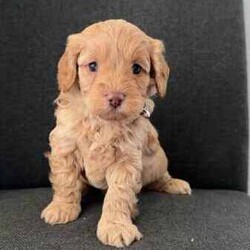 Toy cavoodle puppies DNA CLEAR/Cavoodle/Female/Younger Than Six Months,