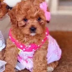 Adopt a dog:TOY CAVOODLE PUPPIE... READY FOR HER FOREVER HOMES /Cavoodle/Both/Younger Than Six Months,Hi, we have only ONE beautiful F1 toy cavoodle puppy left and READY TO GO to her new home . She is baby of our family pets Otto (red toy poodle) and Daisy( King Charles Cavalier). Both Otto and Daisy are DNA tested and clear of any heritage disease.These lovely, playful and affectionate pup was born on the 21st of May 2024 and is growing around a large family and getting lots of love from us.Your fur baby is ready to leave us and go to their forever homes.Your fur baby is microchipped, vaccinated and is also vet health checked ( Vet health certificate will be given)We will also give you a puppy pack when you are taking your fur baby home.You are welcome to meet our puppies and their parents without any obligation.$2100 each ONOFeel free to SMS me or contact via gum tree messenger.I won't respond to email requests