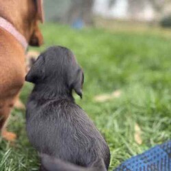 mini Cavoodle X mini Dachshund /Cavoodle/Male/Younger Than Six Months,mini Cavoodle X mini dachshund puppies ready to find their forever family’s 