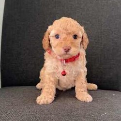 Toy cavoodle puppies DNA CLEAR/Cavoodle/Female/Younger Than Six Months,