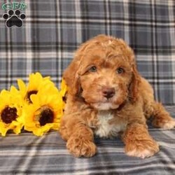 Goofy Moyen/Standard Poodle									Puppy/Male	/8 Weeks,Meet this super adorable AKC Moyen Poodle puppy who is started on potty training! This little cutie would make the perfect addition to a loving and responsible home seeking a well socialized Moyen Poodle! With an expected adult weight of 22lbs this little cutie will be a medium sized Poodle who is easy to take everywhere and not as fragile or framey as their Toy/Mini or Standard counterparts! 