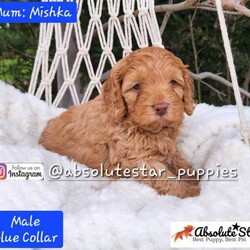 Adopt a dog:6 Beautiful F1B Toy Cavoodle Puppies (4 Males and 1 Female) DNA Clear!//Both/Younger Than Six Months,We have 6 beautiful F1B Cavoodle Puppies From our family dogs, They will be ready on 27th August 2024 (8 weeks old) for their forever homes.They will come Vaccinated, wormed every 2 weeks of age, microchipped, a VET checked, a puppy pack, and 4 Weeks Trupanion Puppy Insurance, and Puppy Birth Certificate.They will be 75% Potty Trained as 25% is depending on how you continue the training. All of Our Puppies are Clear from all of Genetic Diseases.Dad is Apricot Toy Poodle 5kg, and Mum is F1 Cavoodle 6.5 kgThe Parents are loving, loyal with a great temperament and raised in our family home and brought up with children.The parents and puppies are ready to be viewed for a visit or through whatsapp video call.Males (Blue, Green, Orange, Yellow and Red (SOLD) Collar)Females (Pink Collar)We are located near North Richmond, NSWDOB: 02/07/2024We will update of our puppies on Instagram.www.instagram.com/absolutestar_puppies/Fur and Family First Breeder#DS278554