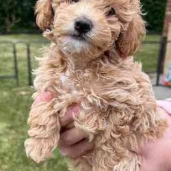 Poodle X Japanese spitz/Poodle (Toy)/Both/Younger Than Six Months,Gorgeous litter of Japoodle puppies up for sale!2 X Male & 2 FemalesDate of birth: 23/6/24Ready for forever home from the 8/9/24✔️Vet Check✔️Microchip✔️Wormed✔️Vaccinated✔️Parents DNA testedNon-shedding / hypoallergenic.Family friendly, great companion dog.Mother: Poodle X Japanese Spitz (party black/ white - 5kg)Father: Toy Poodle (red - 3.7kg)