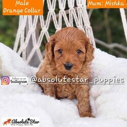 Adopt a dog:6 Beautiful F1B Toy Cavoodle Puppies (4 Males and 1 Female) DNA Clear!//Both/Younger Than Six Months,We have 6 beautiful F1B Cavoodle Puppies From our family dogs, They will be ready on 27th August 2024 (8 weeks old) for their forever homes.They will come Vaccinated, wormed every 2 weeks of age, microchipped, a VET checked, a puppy pack, and 4 Weeks Trupanion Puppy Insurance, and Puppy Birth Certificate.They will be 75% Potty Trained as 25% is depending on how you continue the training. All of Our Puppies are Clear from all of Genetic Diseases.Dad is Apricot Toy Poodle 5kg, and Mum is F1 Cavoodle 6.5 kgThe Parents are loving, loyal with a great temperament and raised in our family home and brought up with children.The parents and puppies are ready to be viewed for a visit or through whatsapp video call.Males (Blue, Green, Orange, Yellow and Red (SOLD) Collar)Females (Pink Collar)We are located near North Richmond, NSWDOB: 02/07/2024We will update of our puppies on Instagram.www.instagram.com/absolutestar_puppies/Fur and Family First Breeder#DS278554
