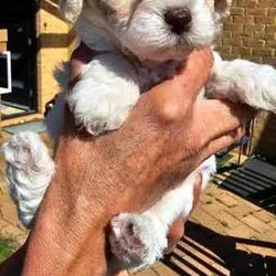 Adopt a dog:Stunning Schmoodle X Bichon Frise Puppies/Bichon Frise/Female/Younger Than Six Months,Shmoodle X Bichon FriseBorn 1/7/24 stunning markings in this litter of 5 girls and 2 boys.Mum is a Shmoodle (red markings on ears and body) and dad is a pure Bichon Frise (pure white).Hypoallergenic, non shedding puppies with red and fawn patches.Raised in a family home with dogs, cats and birds. Well socialised and handled, very playful and cuddly My best litter yet.Puppies have been wormed every 2 weeks, eating and drinking wellWill be microchipped, vet checked and have first vaccination when 8 weeks old. Currently 5 weeks old. Will come with a puppy pack (food, toys etc).Will only respond to text messages or phone calls. Thank you