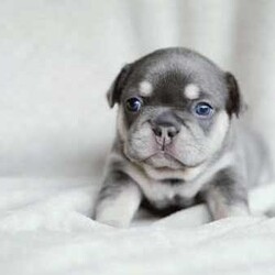 Adopt a dog:French Bulldogs - Blue Tan, Blue Cream, Blue Fawn/French Bulldog/Both/Younger Than Six Months,Purebred French BulldogsThe time has come to start looking for our babies forever home