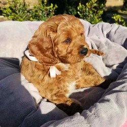 Adopt a dog:Cavoodle Puppies. 1st Gen Cavalier King Charles Spaniel X Mini Poodle/Cavoodle/Male/Younger Than Six Months,Ready for their new homes now!We have a beautiful litter of red and white male cavoodle puppies for sale. They will be ready for their new homes on the 26th July when they are 8 weeks old. They are vibrant healthy pups who have all had a vet health check, 1st vaccination and have been microchipped.Mum is a purebred Cavalier King Charles Spaniel and Dad is a purebred red Minature Poodle making these puppies the sought after 1st Generation cross. Both mum and dad have a very kind and gentle nature and are loved members of the family. They have both been DNA tested from Orivet.Our cavoodles make great family pets and have been carefully and lovingly raised to ensure they have the best possible start to life. They all come with a puppy pack to get them started in their new home.Pink Ribbon Male $1500Purple Ribbon Male SOLDRed Ribbon Male SOLDBlue Ribbon Male SOLDNo ribbon Male $1500Price is negotiable for the right home.Please feel free to contact Rebecca on ******** 798 or Simon on ******** 519 or send a gumtree message for more information or to arrange a viewing at our home. Free delivery to Brisbane, Gold Coast and Sunshine Coast can be arranged. Interstate enquiries welcome. REVEAL_DETAILS RBPA 8418