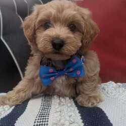 Rocky/Maltipoo									Puppy/Male	/8 Weeks,Meet Rocky, a dear and sweet little maltipoo, he loves attention and playing with our children and giving puppy kisses! He has had his pysical with our local vet and is healthy and happy, he is micro chipped and up to date on his vaccines , estimate adult weight is around 8lb, parents are both is good health as well and have great personalities, he is ready for his forever home anytime after Aug. 9th, and will come to you with a 4lb of the food hes eating, his vet and vaccine records and a 6 month genetic health guarantee. Call or text with any questions 300. Nunrefundable deposit is required to put the puppy on reserve , we have venmo ,cash app, or paypal. 